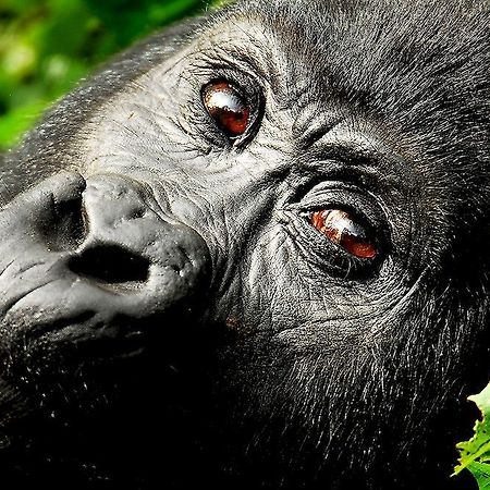 Sanctuary Gorilla Forest Camp Hotel Ntungamo  Екстериор снимка