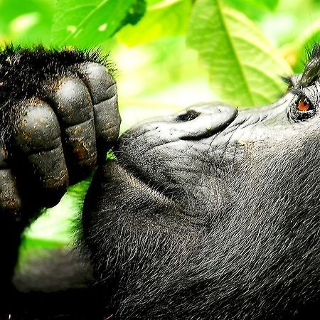Sanctuary Gorilla Forest Camp Hotel Ntungamo  Екстериор снимка
