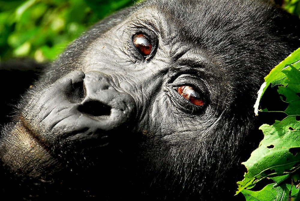 Sanctuary Gorilla Forest Camp Hotel Ntungamo  Екстериор снимка