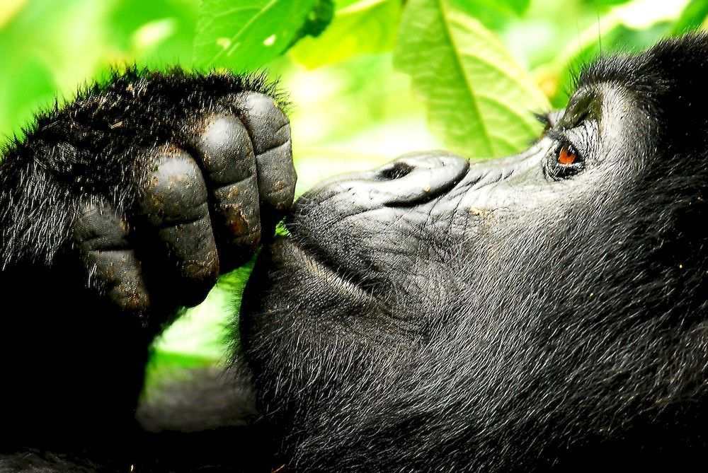 Sanctuary Gorilla Forest Camp Hotel Ntungamo  Екстериор снимка
