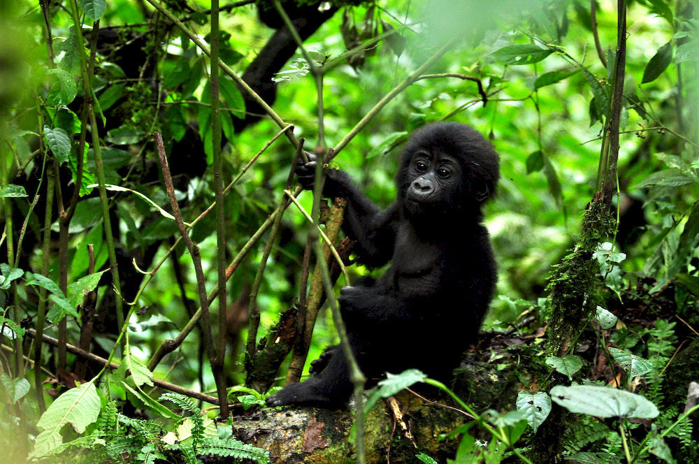 Sanctuary Gorilla Forest Camp Hotel Ntungamo  Екстериор снимка