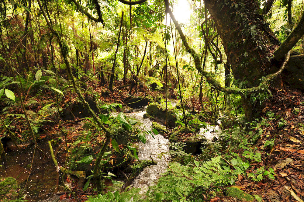 Sanctuary Gorilla Forest Camp Hotel Ntungamo  Екстериор снимка
